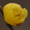 蝋梅。