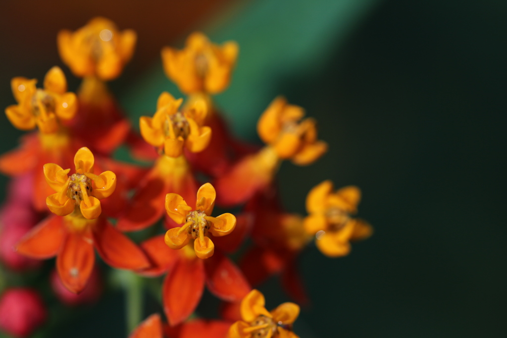 アスクレピアス。