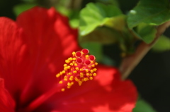 ハイビスカスの雄蕊と雌蕊。