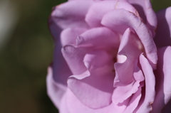 紫色の薔薇。
