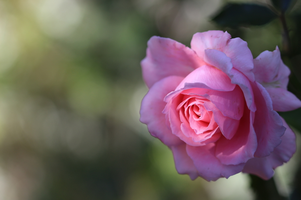 木漏れ日と薔薇。