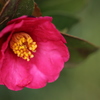 山茶花の色。