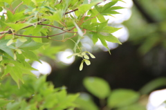 薄緑色の花を。