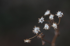 花は枯れてもなお、咲き続ける。