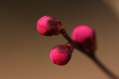 蕾に。