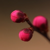 蕾に。