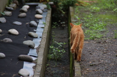 ネコの通り道。