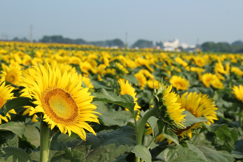 thousands of sun。