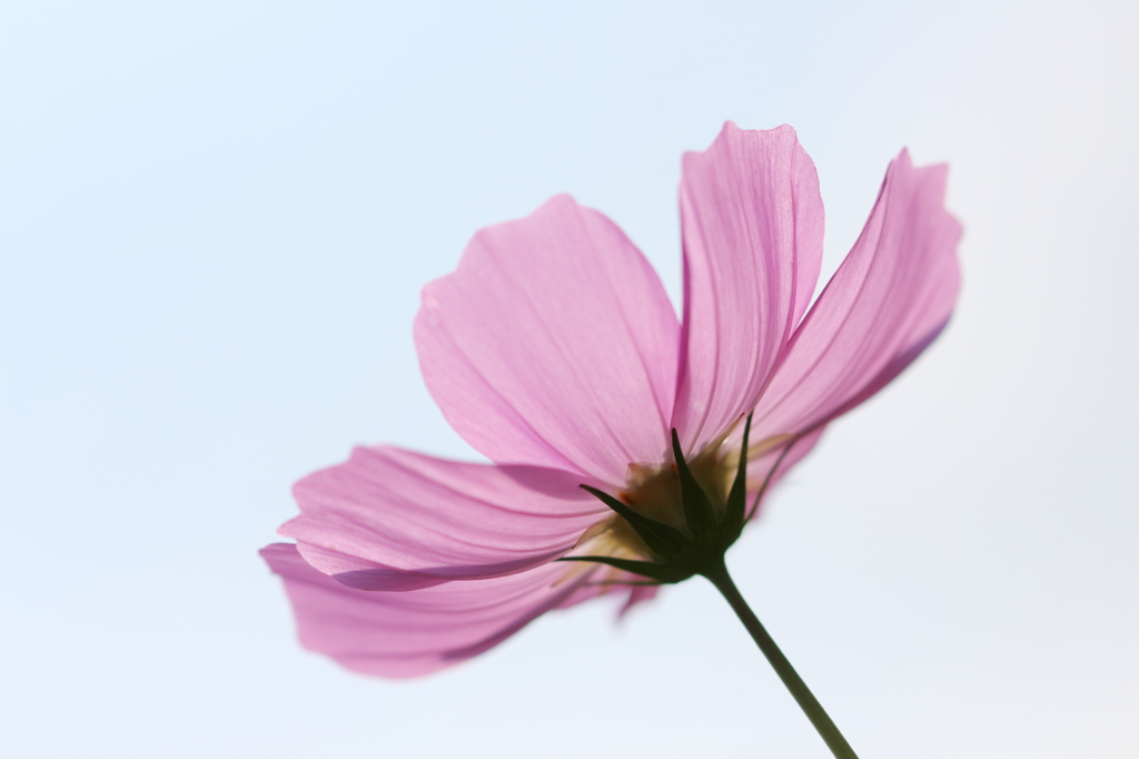 秋桜。