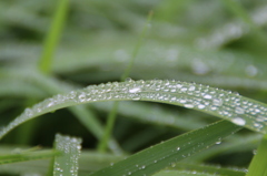 雨、浴びて。