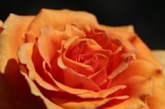 オレンジの薔薇。
