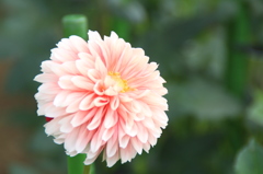 薄紅の衣。