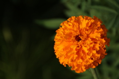 夕日色の一輪花。