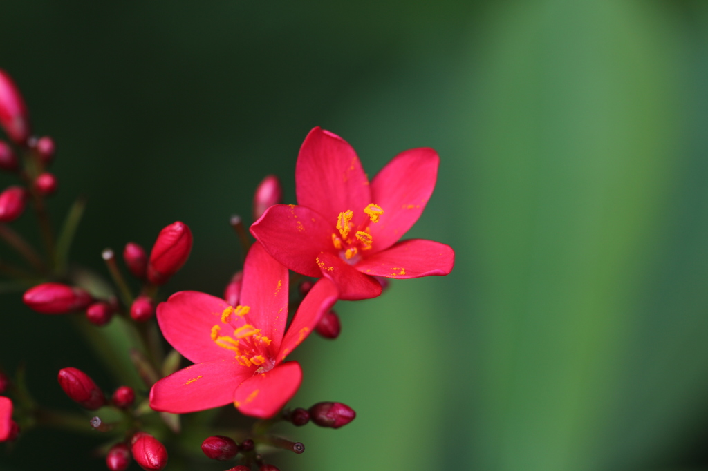 ヤトロファハスタータ。