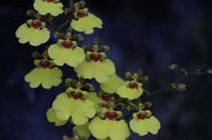 黄色い蘭の花。