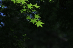 宝登山神社の楓。