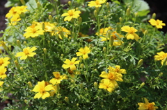 黄金の花。