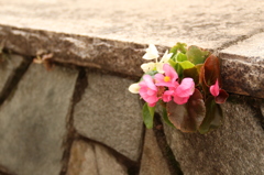 石段に咲く花。