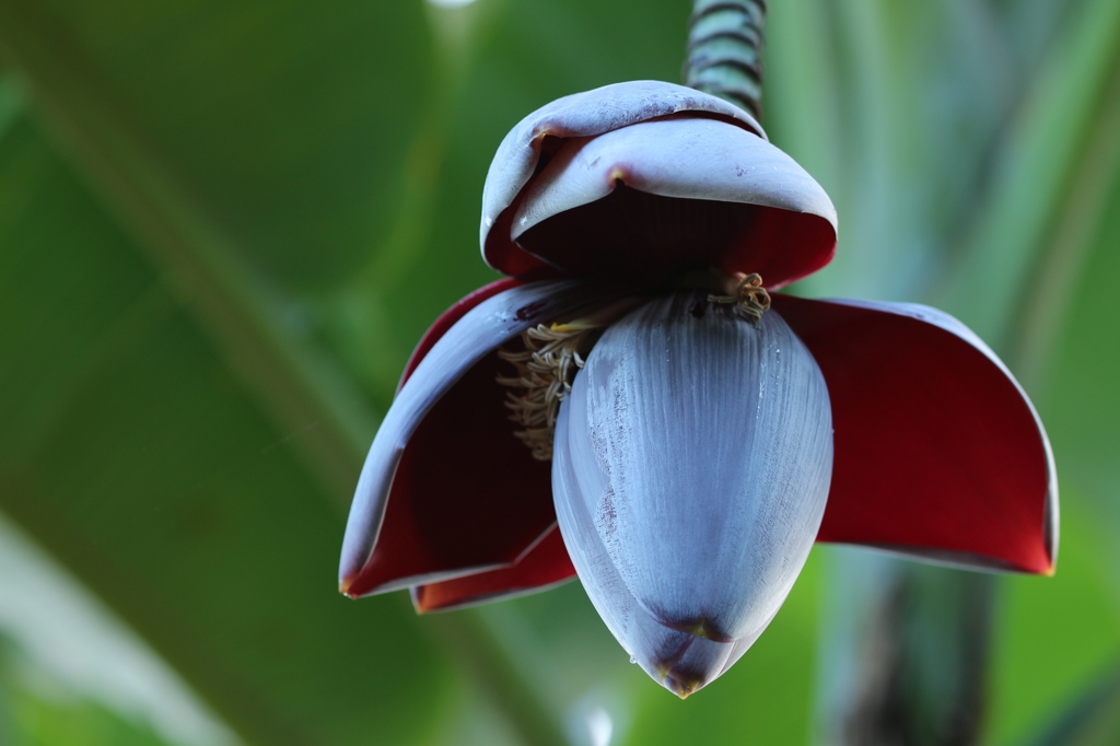 バナナの花。