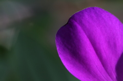 紫色の花弁。