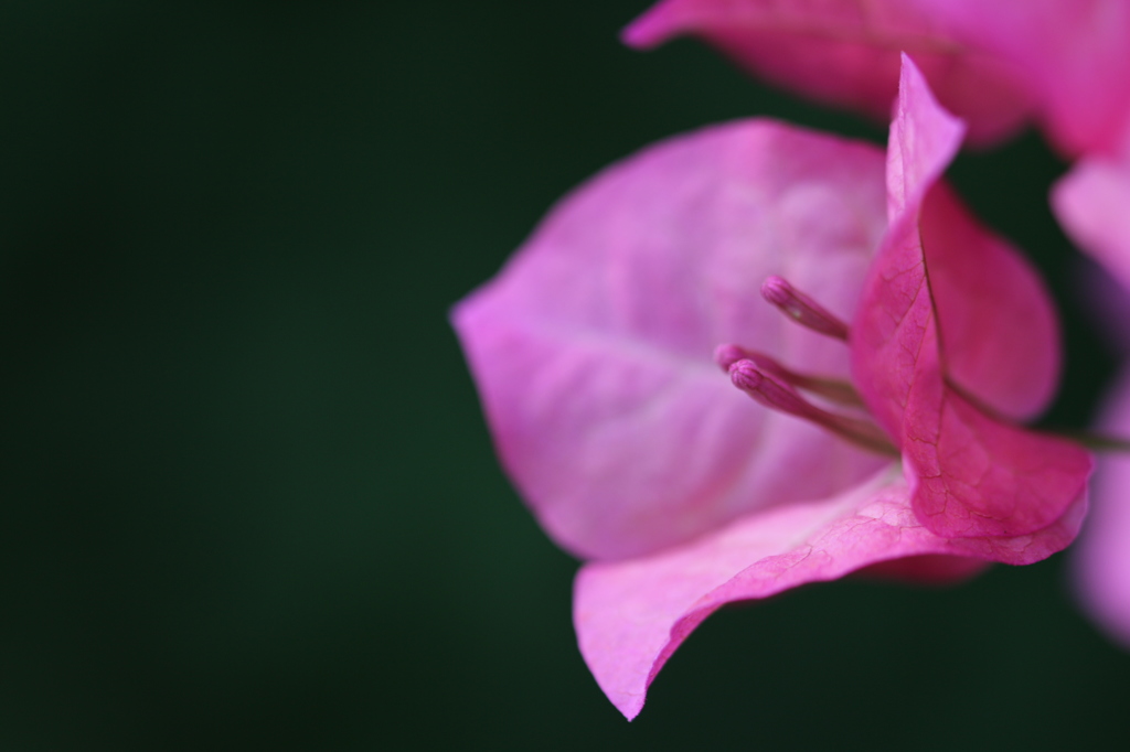 ブーゲンビリア・スペクタビリス。