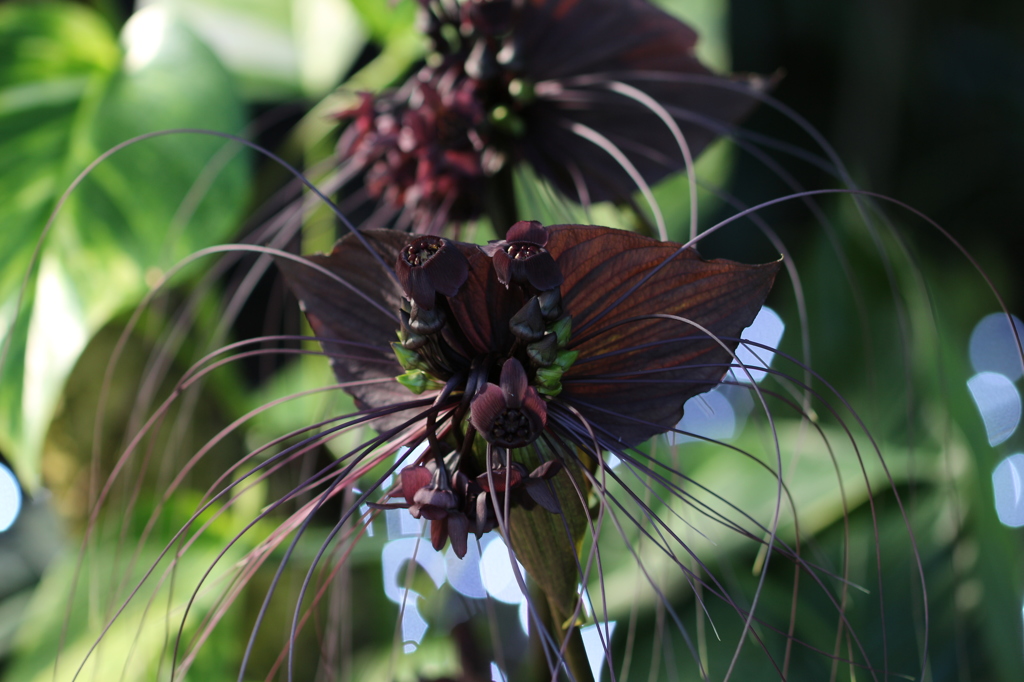ブラックキャット。