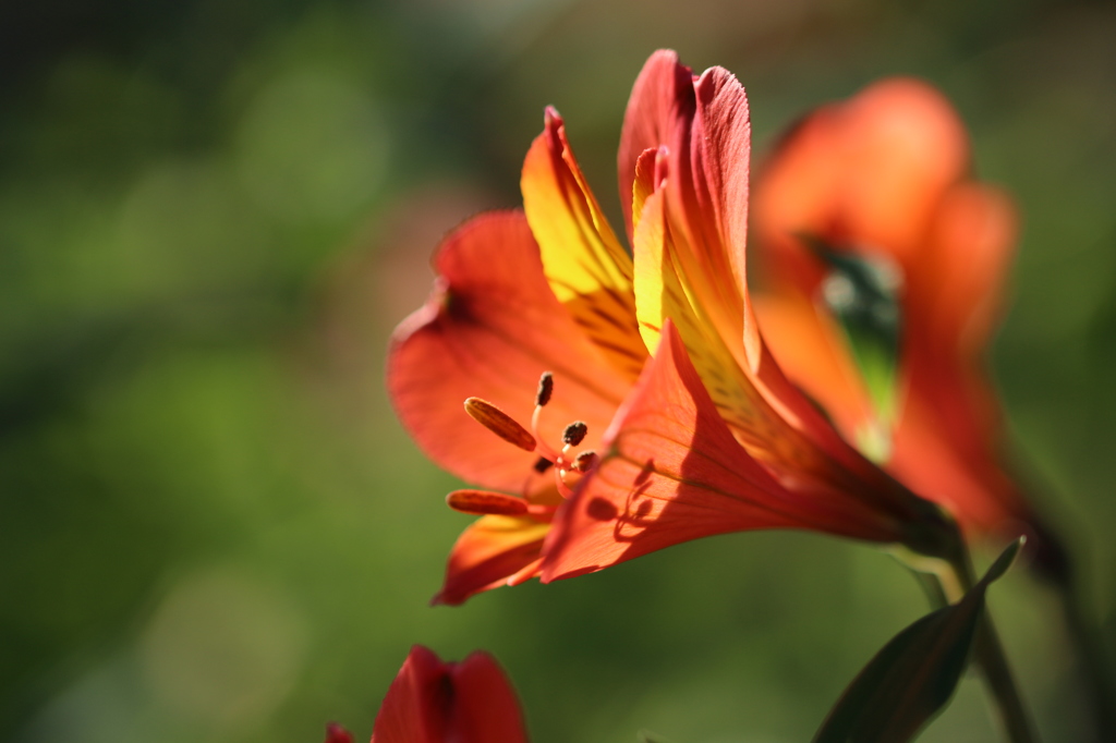 アルストロメリア。