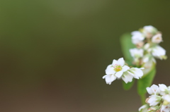 蕎麦の花。