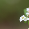 蕎麦の花。