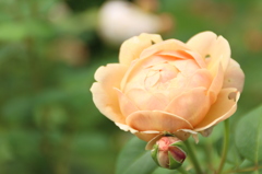 頬染めた薔薇の蕾。