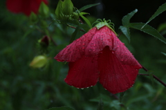雨の日のモミジアオイ。