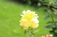 レモン色の花びら。