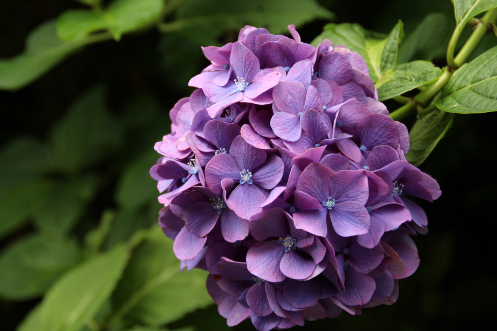 濃いめ、紫陽花。