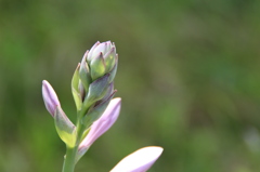 藤色の蕾。