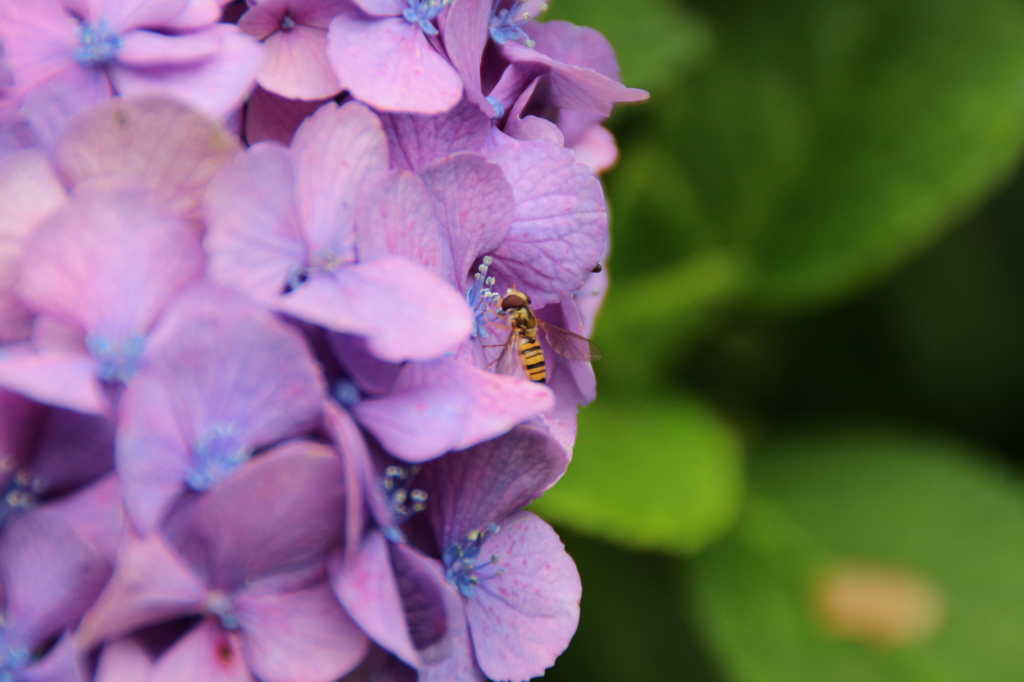 紫陽花に蜂。
