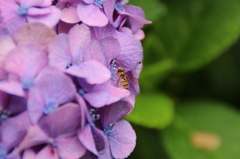 紫陽花に蜂。
