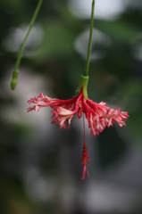 風鈴仏桑花。
