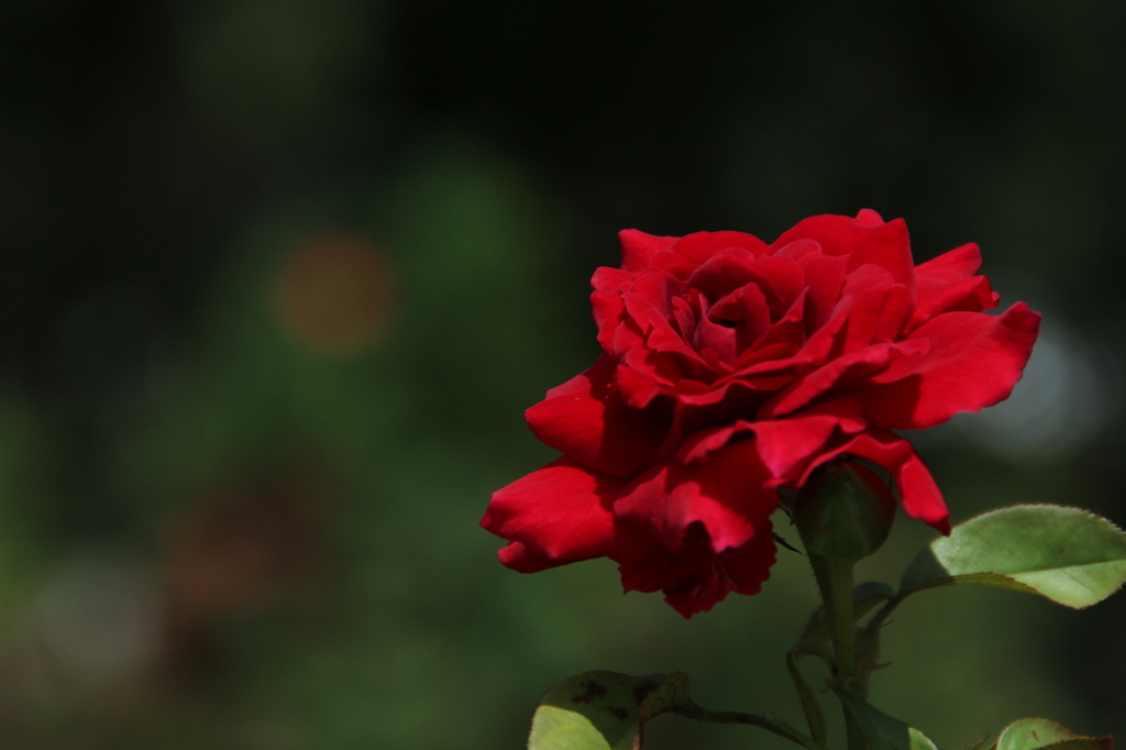 真紅の薔薇。