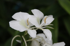双子の白い花。