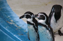 フンボルトペンギン。