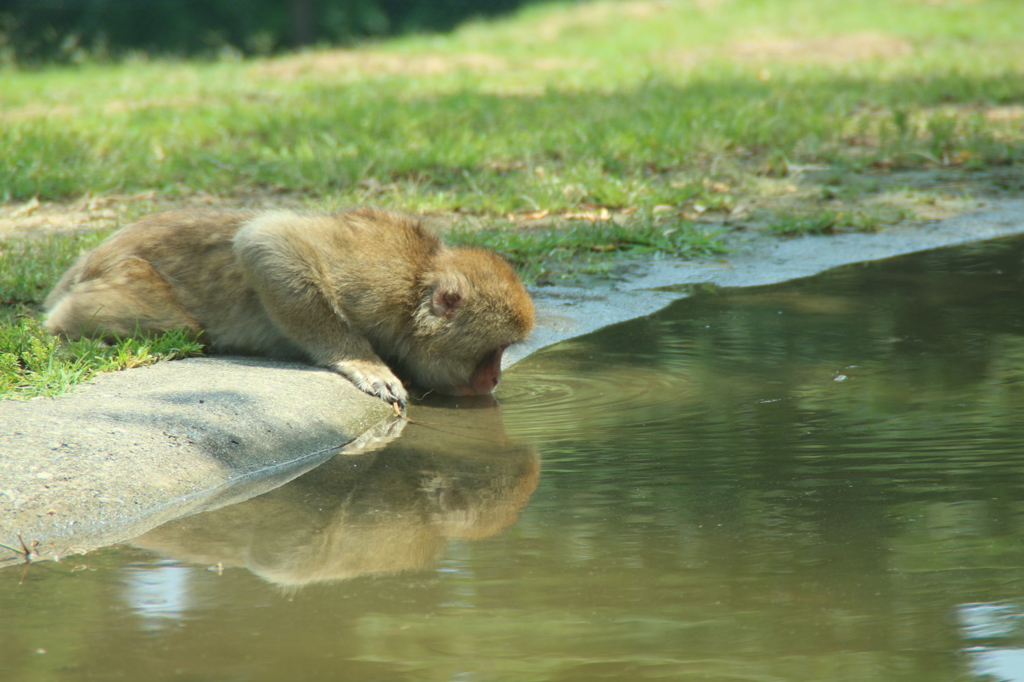 ニホンザル、水を飲む。