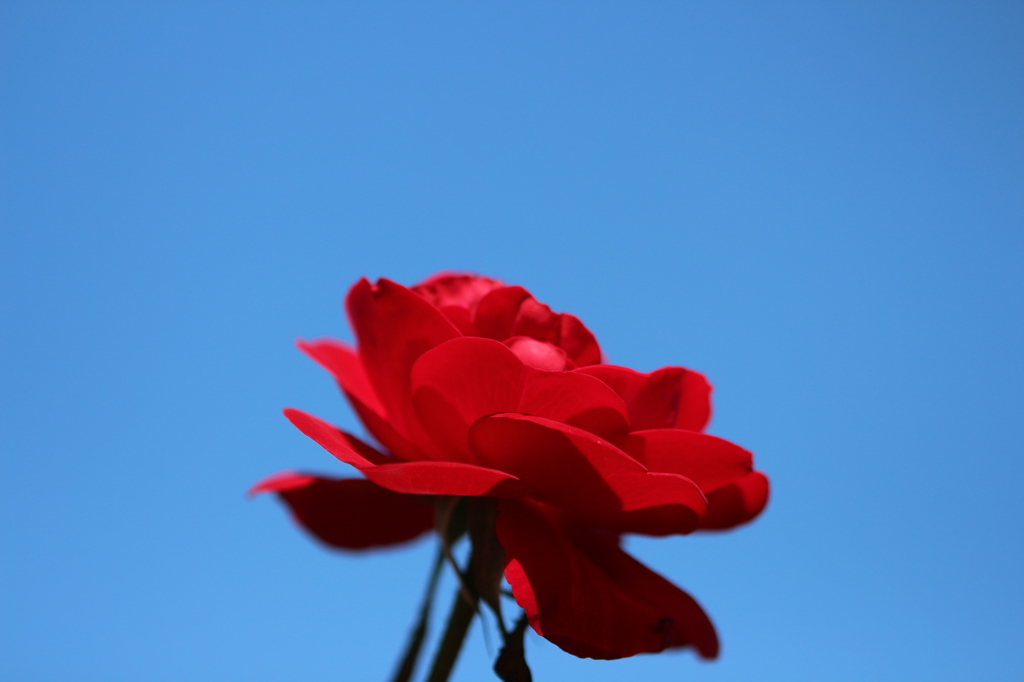 秋空に薔薇の花を。