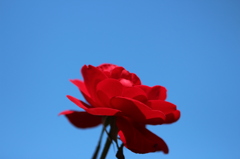 秋空に薔薇の花を。