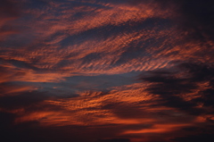 赤く染まるうろこ雲。