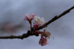 冬桜も僅かに。