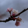 冬桜も僅かに。