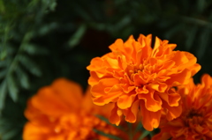 橙色の花。