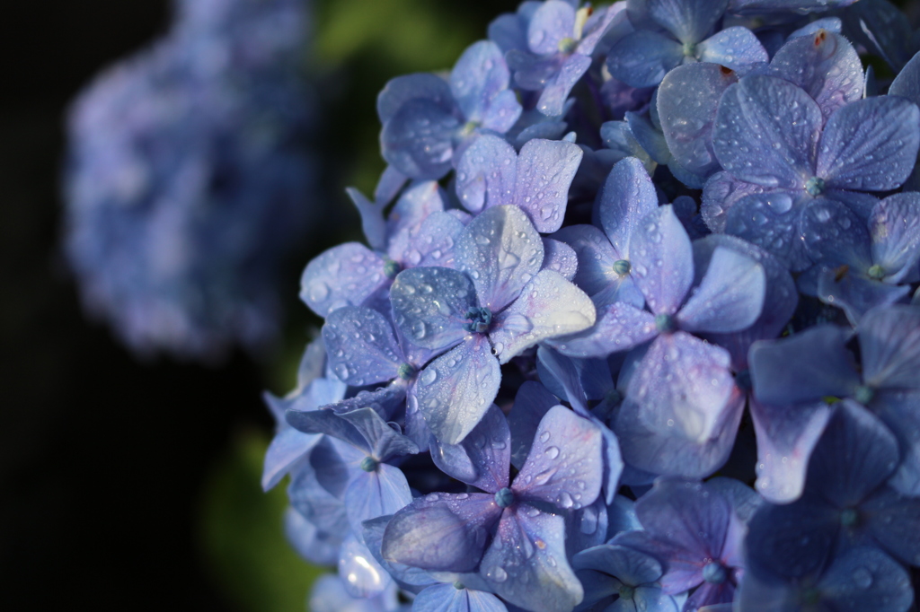 雨上がりの朝と紫陽花。