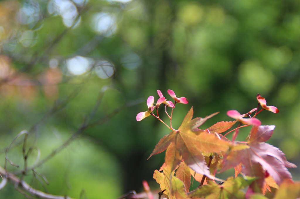 楓の花。