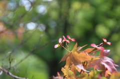 楓の花。